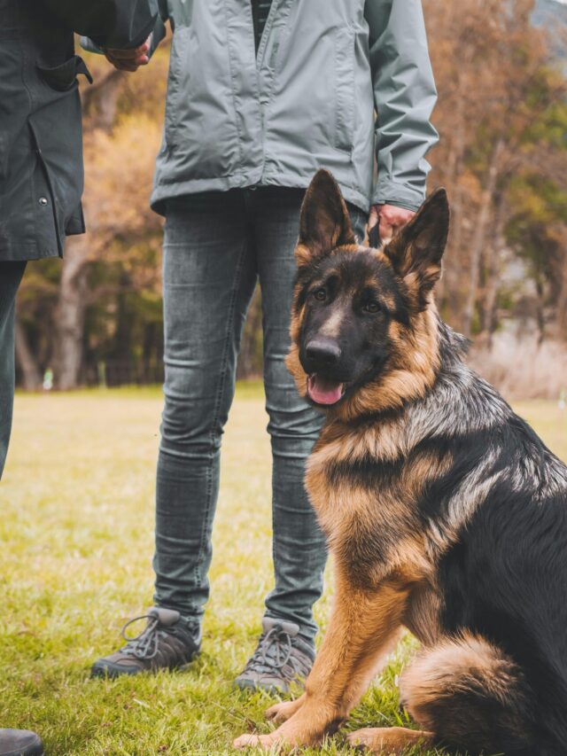 5 Best Guard Dog Breeds For Security