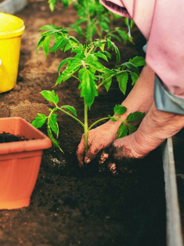 How to Grow Tomatoes at Home in 8 Simple Steps