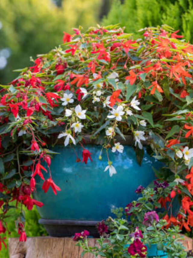 10 Beautiful Hanging Plants To Grow In Your Garden