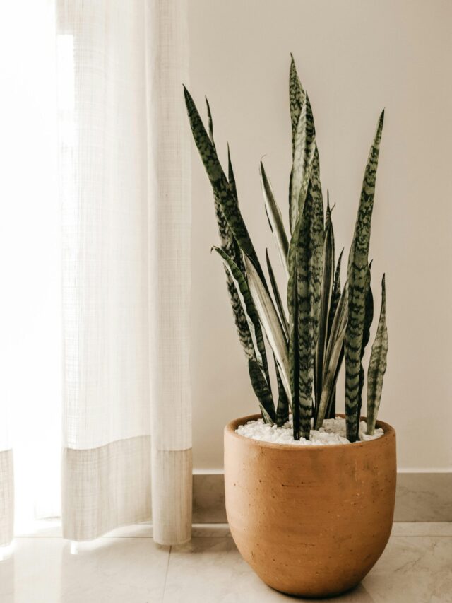 8 Indoor Plants That Can Improve Your Health