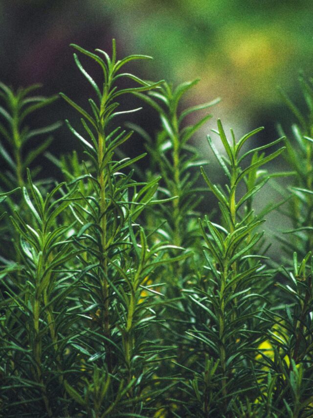 10 Tips For Growing Rosemary Plants In Your Home Garden